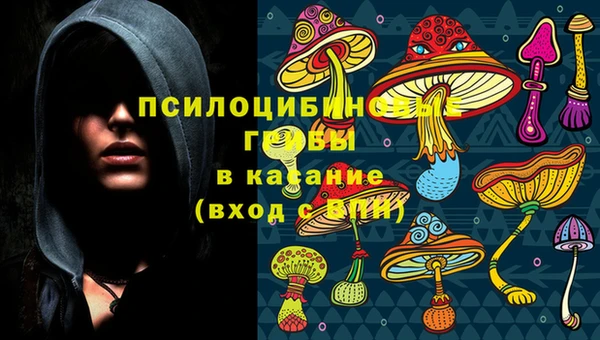 шишки Арсеньев